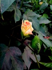 roses on a black background