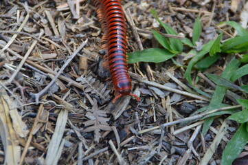 cienpies, insectos, bichos, rojo, naturaleza