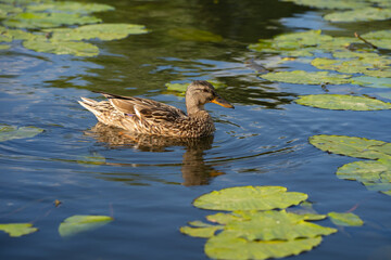 wild ducks in the park on the surface of the water and on the lawn