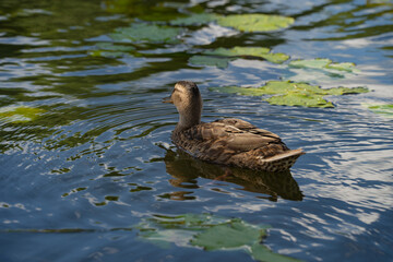 wild ducks in the park on the surface of the water and on the lawn
