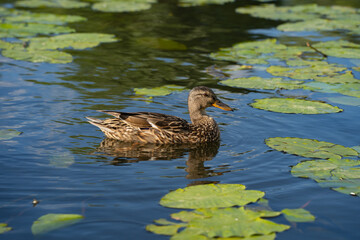 wild ducks in the park on the surface of the water and on the lawn