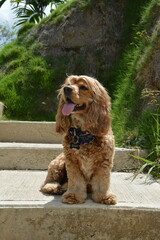 perro cocker spaniel color dorado feliz