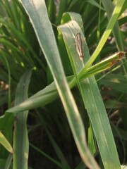 grasshopper on a branch