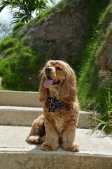perro cocker spaniel color dorado feliz