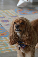 perro cocker spaniel color dorado feliz