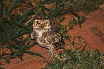 Coruja passeando a noite pelo gramado