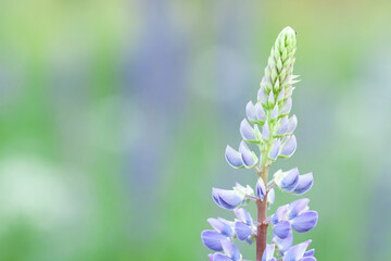blooming lupine in a spring field