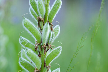 faded lupine with seeds