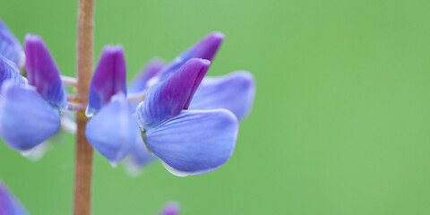 beautiful lupine flowers, close-up