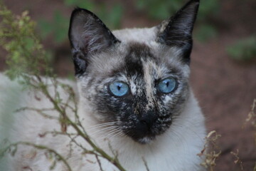 Gato vira lata com olhos azuis e pelagem exótica