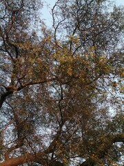 autumn in the forest
