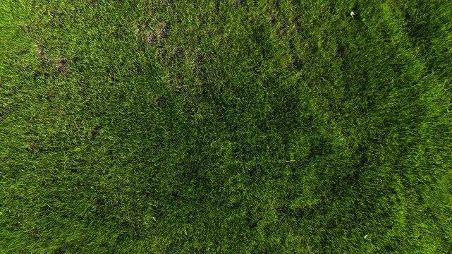 TS Green grass texture. Overhead tracking shot