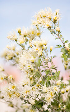 Chrysanthemum Saga No Yuki Flowers