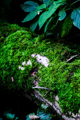 Green moss.green wooden area. summer