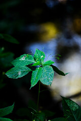 Wooden summer area. Green plants and wild flowers. tree branches. bokeh