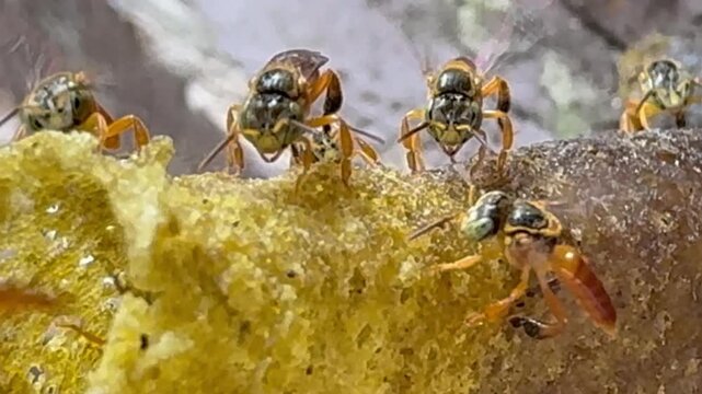 The Jata&iacute; bee (Tetragonisca angustura), a stingless bee, native to South and Central America, builds its nest with a tube-shaped entrance made of wax and resin. Jata&iacute; is part of meliponiculture.