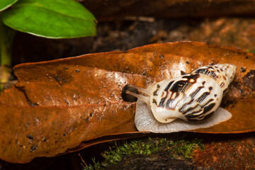 Caracol Drymaeus com medo