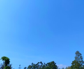 Obraz premium View of shady trees and blue skies.Natural beauty 