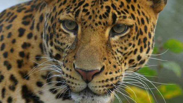 close up portrait of leopard in the wild life