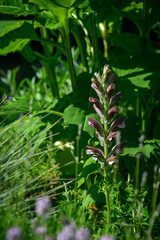 Clove longleaf growing in the garden.