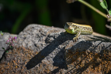 Green lizard on a stone.