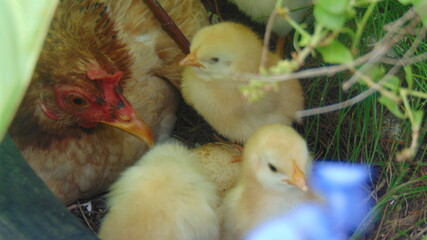 Des poussins contre leur mère poule