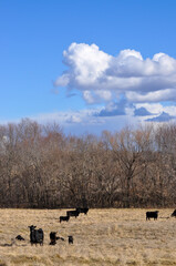 Herd of cattle roaming the pasture on family run farm.