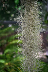 Close-up of the gray part of a tillandsia plant.