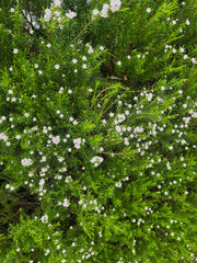 Colorful Blossoms: A Vibrant Display of Nature’s Palette