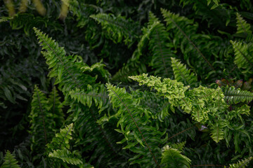Beautiful green fern leaves in detail.