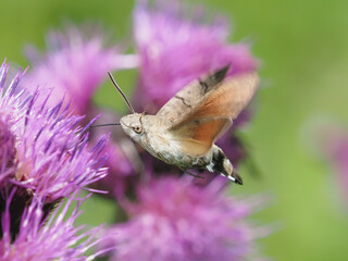 The hummingbird hawk-moth, Macroglossum stellatarum, on a purple Cirsium rivulare thistle flower