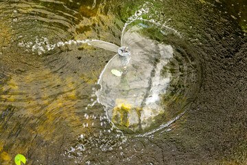 Beautiful fountain in a pond