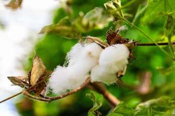 Cotton Plant in botanic garden