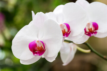 Beautiful white with purple orchid phalaenopsis