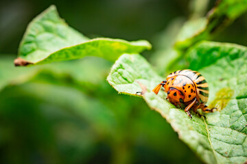 Colorado Potato Beetle Crawling on Leaf in a Garden During Late Summer