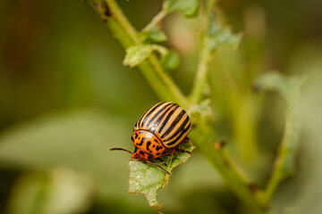 A Colorado potato beetle is munching on a green leaf under bright sunlight. Its distinctive striped...