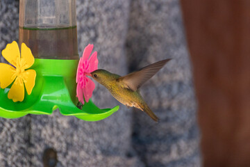 Picaflor bebiendo agua de un jardín