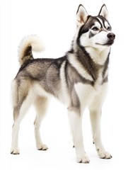 Obraz premium Siberian Husky dog standing, isolated on white background