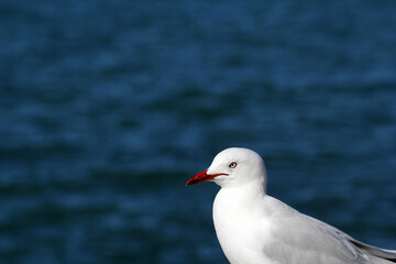 Silver gull seagull bird standing next to the ocean
