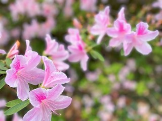 Purple flowers in spring 