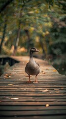Fototapeta premium goose isolated on wooden background