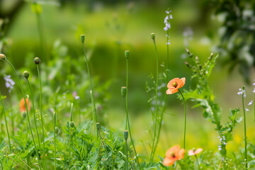 野原で咲くナガミヒナゲシ