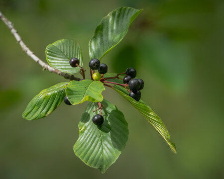 Alder buckthorn and fruits