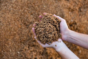 Male hands holding handful of beer bagasse on background of large pile. Organic waste used as...