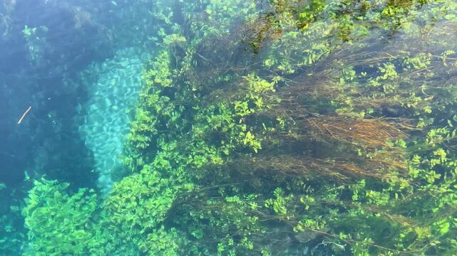 Crystal-clear thermal waters reveal vibrant green flora, sandy patterns, algae, and reeds, creating a colorful, pristine aquatic environment. Underwater beauty of Azmak Stream in Akyaka, Muğla, Turkey