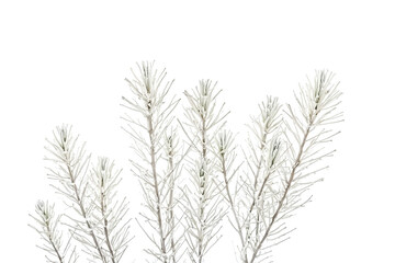 Frost-covered branches against a white background