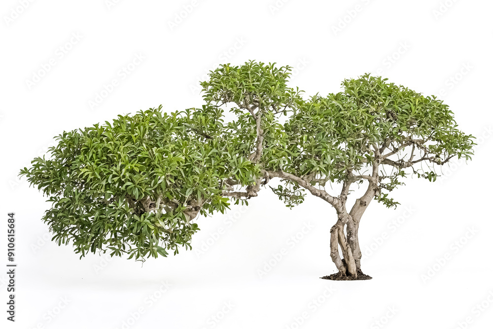Poster green tree with twisted trunk isolated on white background