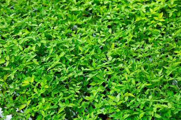 Sprouts of tomatoes in pots are grown in greenhouse closeup