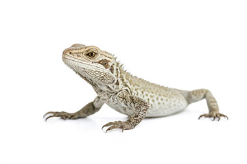 Obraz premium Close-up of a juvenile Amazon Basin lizard