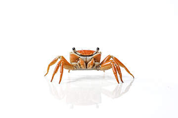 Fototapeta premium Small orange crab on a white background